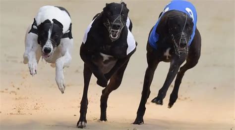 ladbrokes greyhound derby betting|Greyhounds Betting Tips: Our trader previews today’s action.